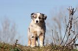 BERGER AUSTRALIEN PUPPIES 247